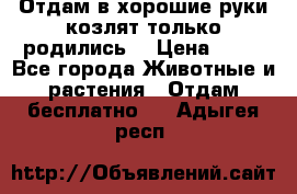 Отдам в хорошие руки козлят.только родились. › Цена ­ 20 - Все города Животные и растения » Отдам бесплатно   . Адыгея респ.